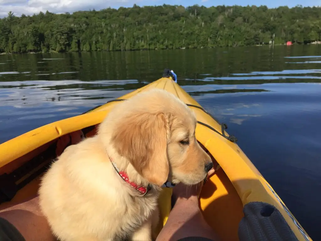 Algonquin Outfitters Canoe and Kayak Rentals in Huntsville