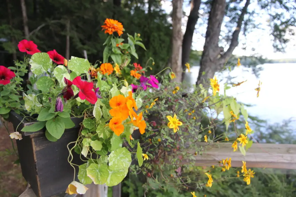 Flower box on the deck beside the lake at the waterfront cottage in Muskoka