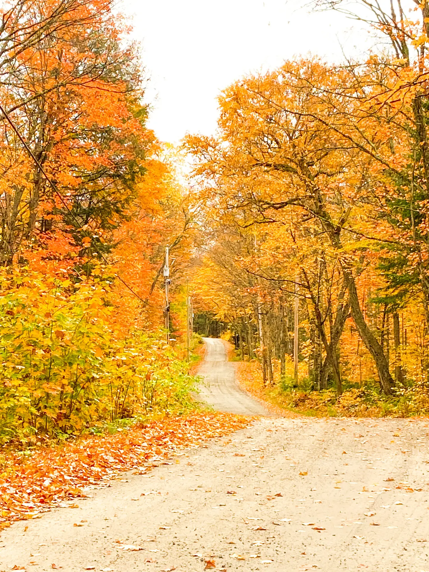 Cottage road in Muskoka's Fall